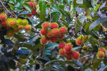 Red rambutan on rambutan tree ready to harvest. rambutan sweet delicious fruit.background of fresh Thai rambutans. red and green. selective focus.