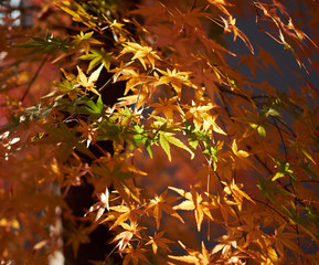 Leaves seen from the park.
