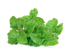 fresh watercress isolated on white background