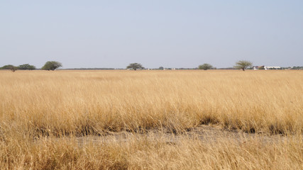 Fototapeta premium grass fields in the jungle