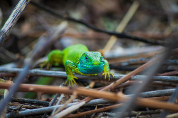 Close up portrait of acid green and blue lizard portrait with deep eyes