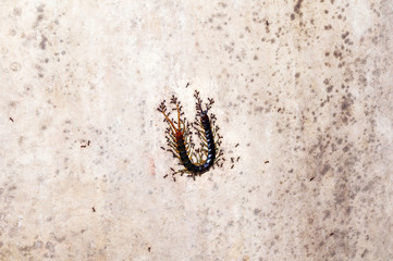 A group of black ants are carrying a dangerous centipede food