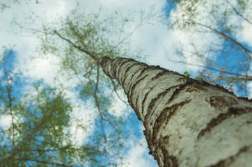 Fototapeta premium Low and wide angle view birch tree forest blue sky white fluffy clouds