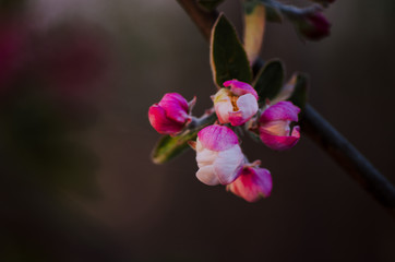 Close up of pink apple tree flower