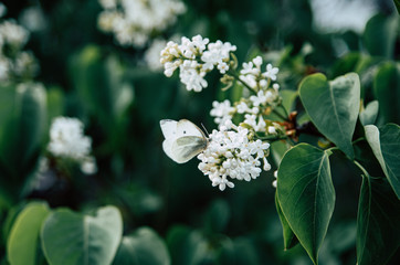 White lilac flowers with white butterfly on a green background