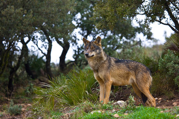 Naklejka na ściany i meble Lobo iberico (Canis lupus)