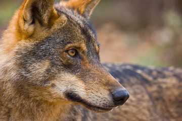 Lobo iberico (Canis lupus)