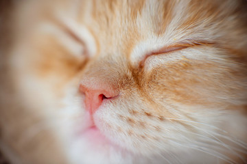 Fototapeta premium Portrait of a ginger kitten. Macro shooting. Red kitten closed his eyes