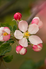 Pink apple tree flower blossom close up