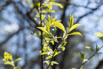 fresh green leaves on a tree in spring