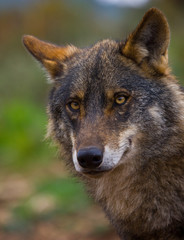 Lobo iberico (Canis lupus)