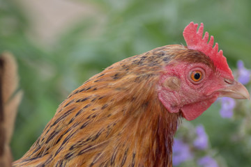 Gallina criada en libertad en un jardín con flores 