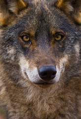 Lobo iberico (Canis lupus)