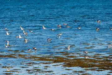 Austernfischer Schwarm, bei Broadford auf der Isle of Skye