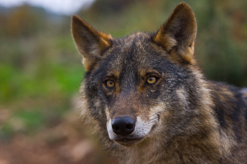 Naklejka na ściany i meble Lobo iberico (Canis lupus)
