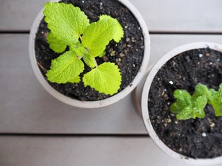 2つの鉢に植えられたハーブ（レモンバームとアップルミント）
