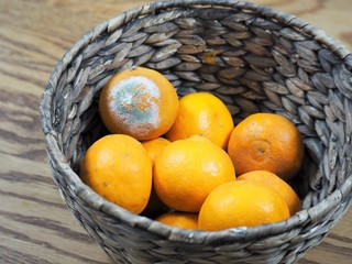 カビが生えたミカン