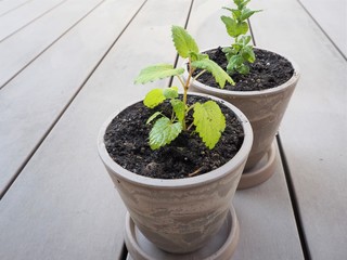 2つの鉢に植えられたハーブ（レモンバームとアップルミント）