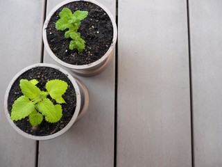 2つの鉢に植えられたハーブ（レモンバームとアップルミント）