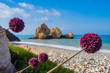 Landscape of the coast of Cyprus. Aphrodite stone on a background of pink flowers. Natural...