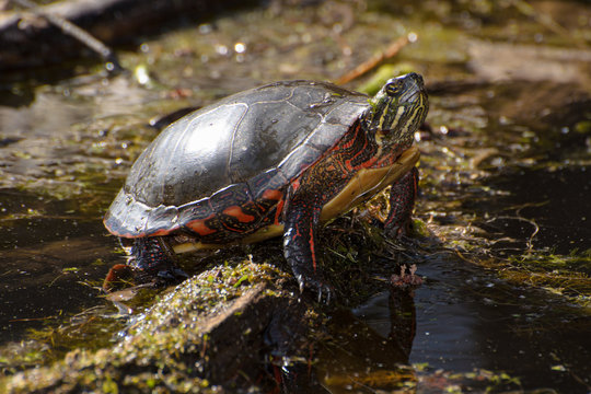 Painted turtle standing tall