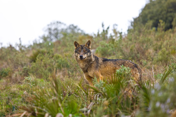 Lobo iberico (Canis lupus)