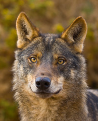 Lobo iberico (Canis lupus)