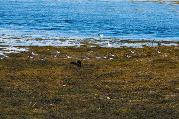 Austernfischer Schwarm, bei Broadford auf der Isle of Skye