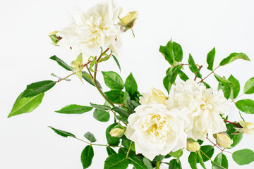 Bouquet of white roses on the white background. Nice gift for any event or holiday. Happy Mother's day, Sant Valentine's Day.
