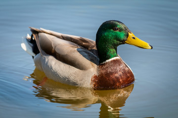 Obraz premium Mallard Duck (Anas platyrhynchos) relaxing in blue pond, Prague