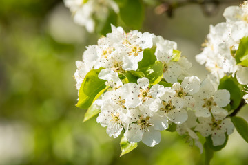 Obraz premium White flower on brunch. Blooming spring tree. Cherry tree in spring time whit blue background
