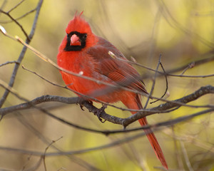 Male northern cardinal in spring, eastern Ontario