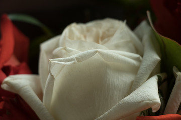 Obraz na płótnie Canvas white rose petals close-up