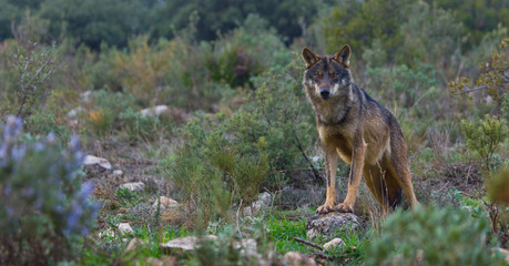 Lobo iberico (Canis lupus)