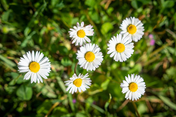 Top view on group of Greenfield Daisy on background of green grass