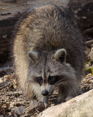 Naklejka na ściany i meble Raccoon in eastern Ontario during the day