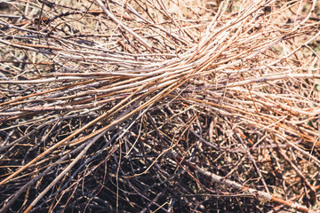 Dry branches after spring work in garden. Selective focus. 