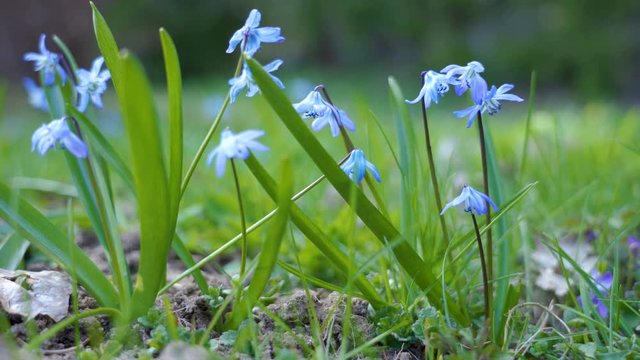 Closer look of the purple flower of wood squill plant 