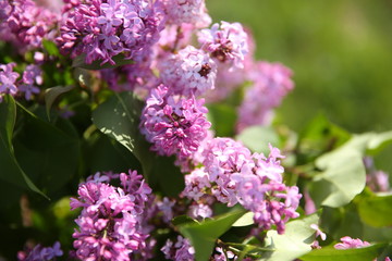 beautiful lilac flowers on green grass

