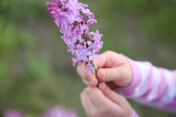 Fototapeta na wymiar hands hold a branch of lilac