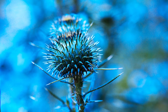 Close up image of a burdock flower. A blue tone abstract image of plant.