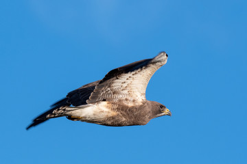 Swainson's Hawk in flight
