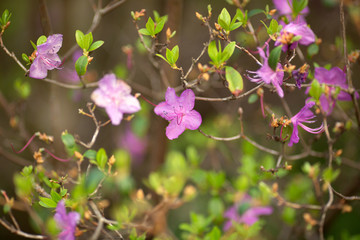 rhododendron bushes bloom in spring