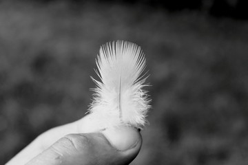 Cropped Hand Holding Feather Outdoors