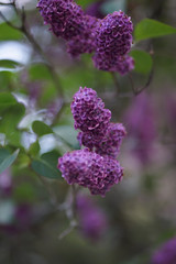 Syringa vulgaris (lilac or common lilac) is a flowering plant in the olive family Oleaceae, Grown for its scented pink flowers in spring, this large shrub or small tree is widely cultivated.