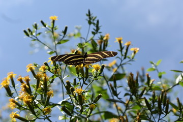 Butterfly in the garden.