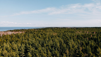Ocean shore, sand and rocks on the sea coast. Pinetree forest top view from quadcopter.