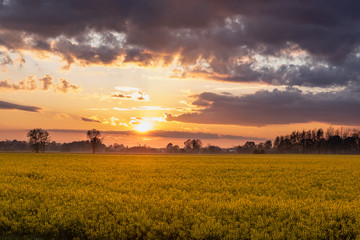 Obraz premium Rapeseed field on the background of setting sun
