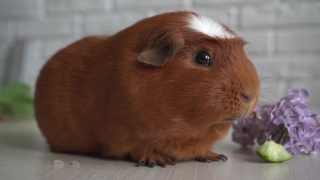 The red domestic guinea pig (Cavia porcellus), also known as cavy or domestic cavy