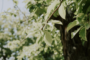 green leaves with water droplets 